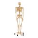 Life Size Human Skeleton Model | Creative Activity