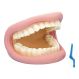 Giant Teeth and Toothbrush Model | Creative Activity