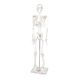 Boney Tony Half Sized Human Skeleton Model | Creative Activity