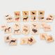 Domestic Animal Family Match | Multi Sensory Environments | Creative Activity