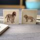 Domestic Animal Family Match | Multi Sensory Environments | Creative Activity