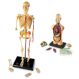 Learning Resources Complete Anatomy Models | Educational Resources | Creative Activity