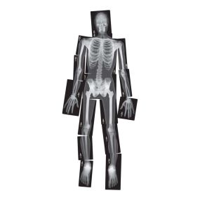 Life-Size Human X-Rays