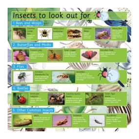 EduWall - Insects Board 