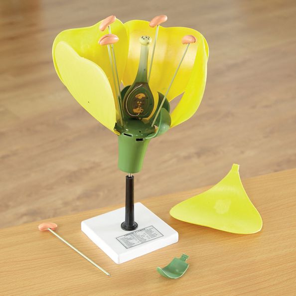 3D Flower Model With Detachable Parts | Creative Activity