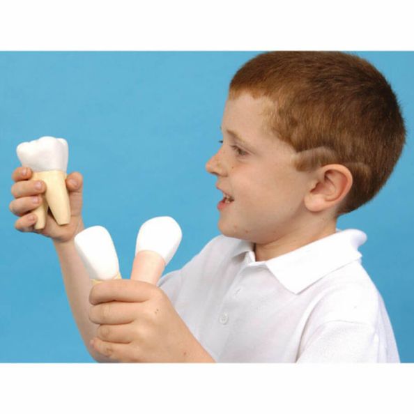 Giant Sized Human Teeth Models | Creative Activity
