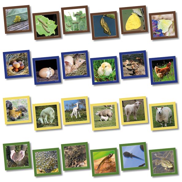 Animal Life Cycle Sequencing Cards | Creative Activity