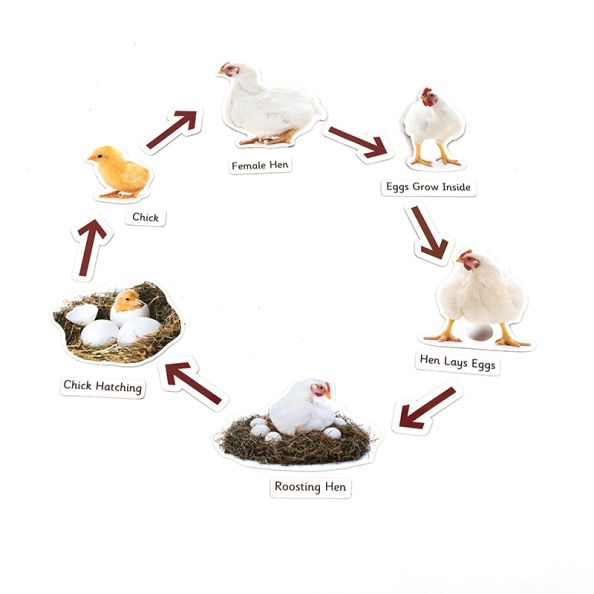 Life Cycles Magnetic Pieces 3 Sets | Creative Activity