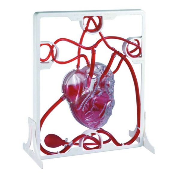 Pumping Human Heart Model | Creative Activity