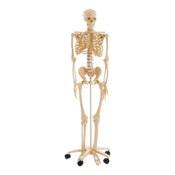 Life Size Human Skeleton Model | Creative Activity