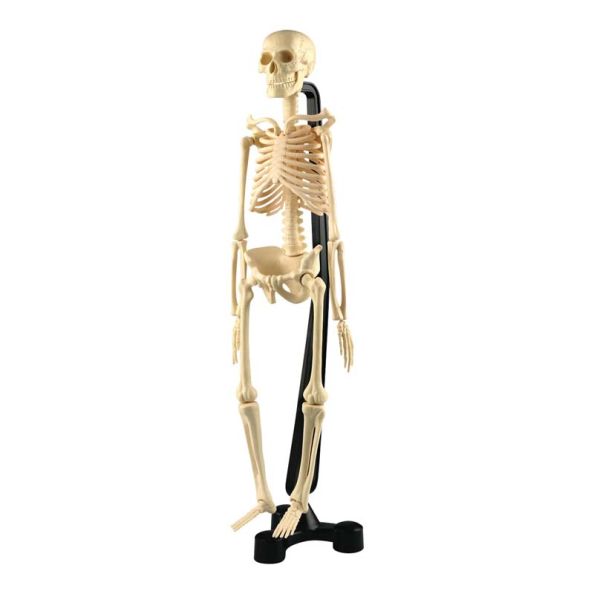Desktop Human Skeleton Model | Creative Activity