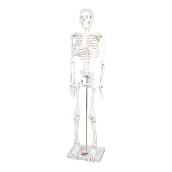 Boney Tony Half Sized Human Skeleton Model | Creative Activity