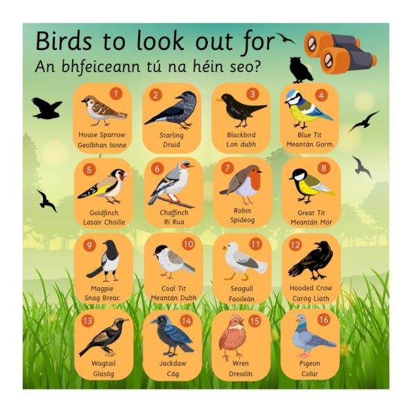 EduWall - Bird Board English & Irish