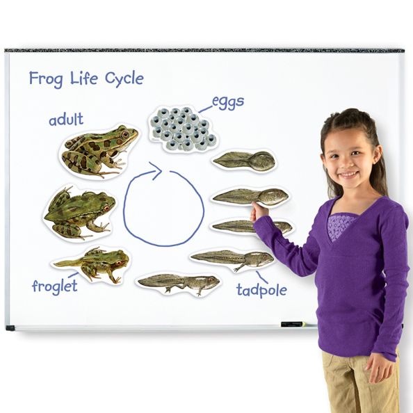 Giant Magnetic Frog Life Cycle